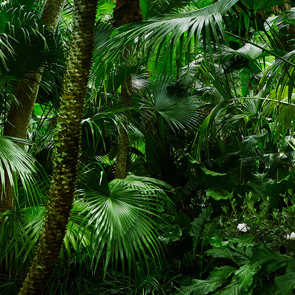 Eau de Parfum - Le Wild