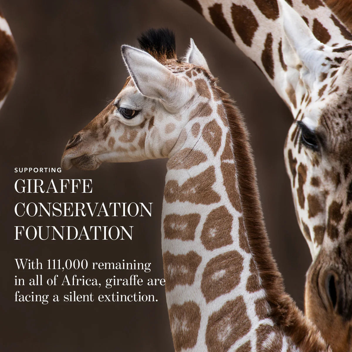 Luminescent Eye Shade - Giraffe