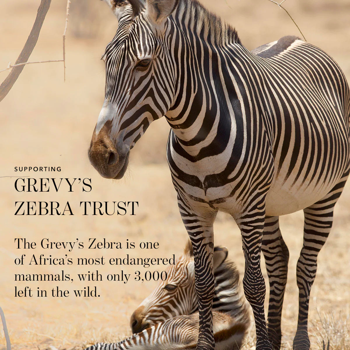 Luminescent Eye Shade - Zebra