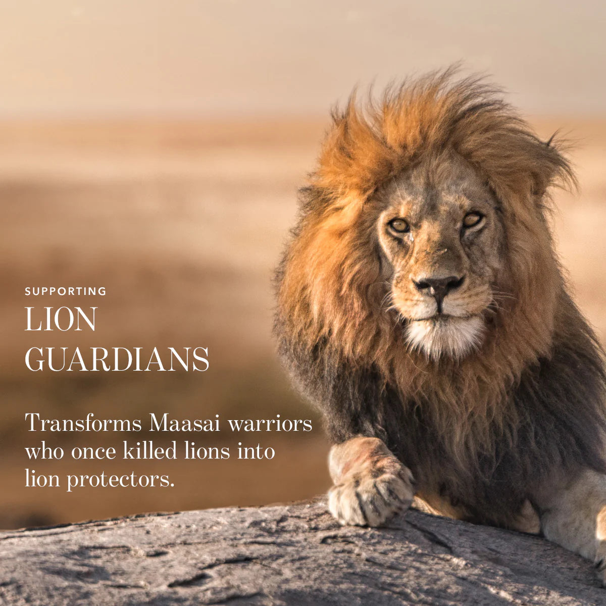 Luminescent Eye Shade - Lion