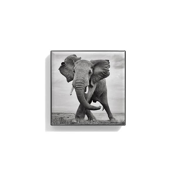 Luminescent Eye Shade - Elephant