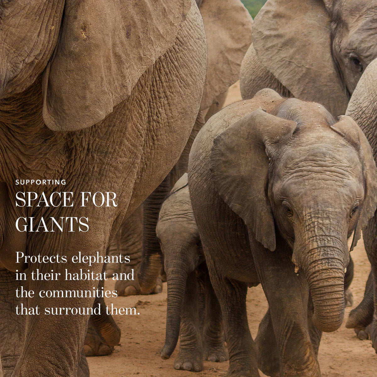 Luminescent Eye Shade - Elephant
