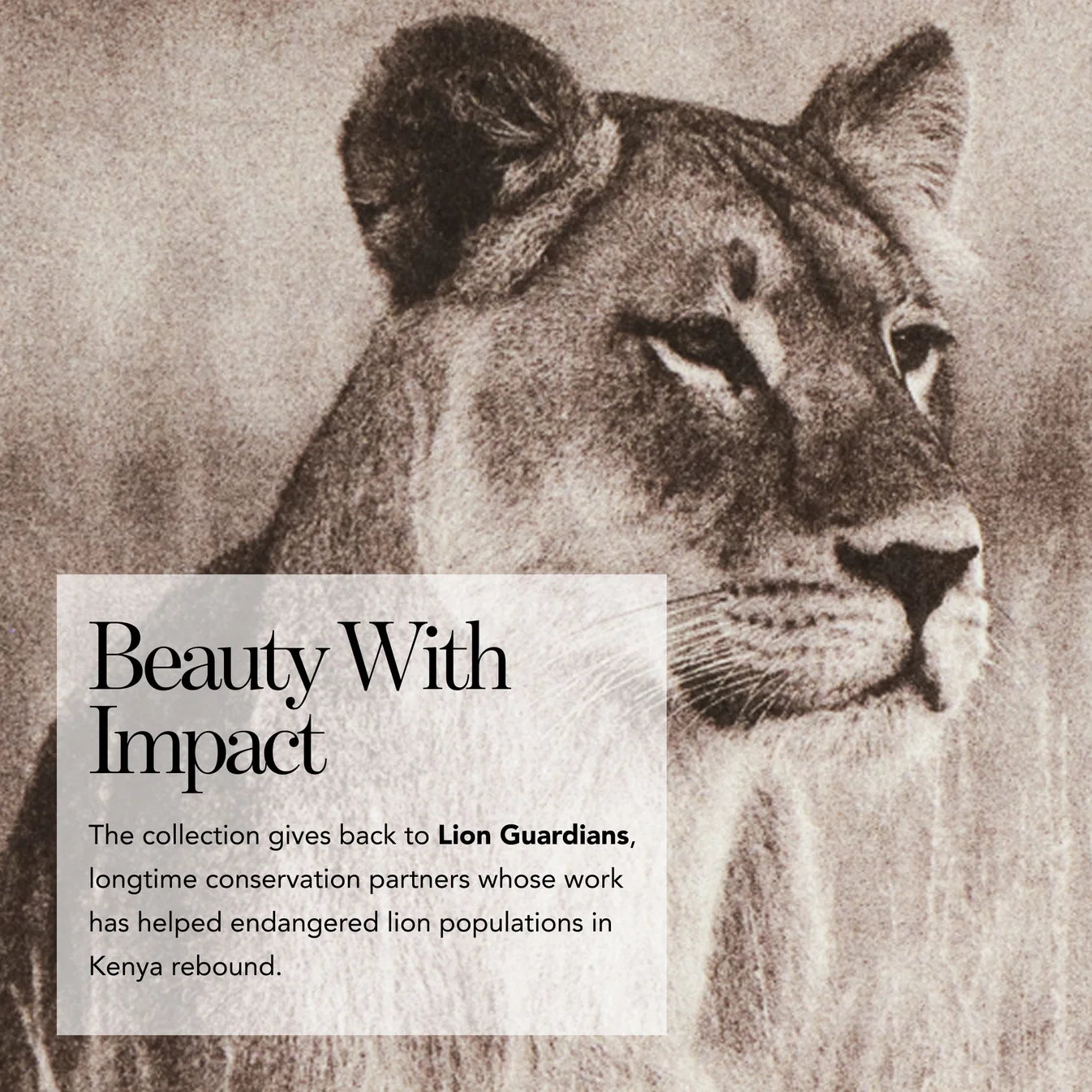 Luminescent Eye Shade - Lion Collection