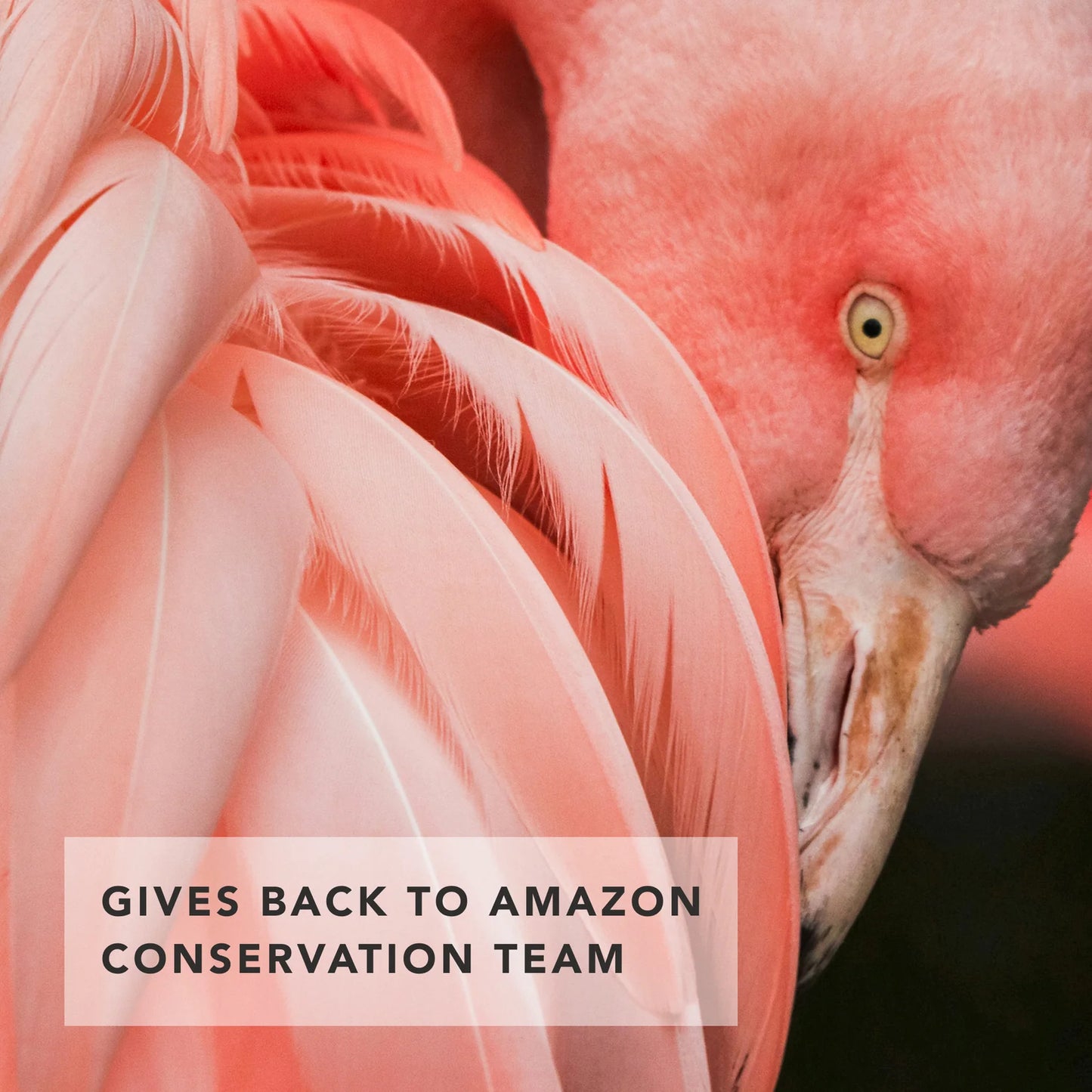 Dusk Eye Trio - Flamingo Collection