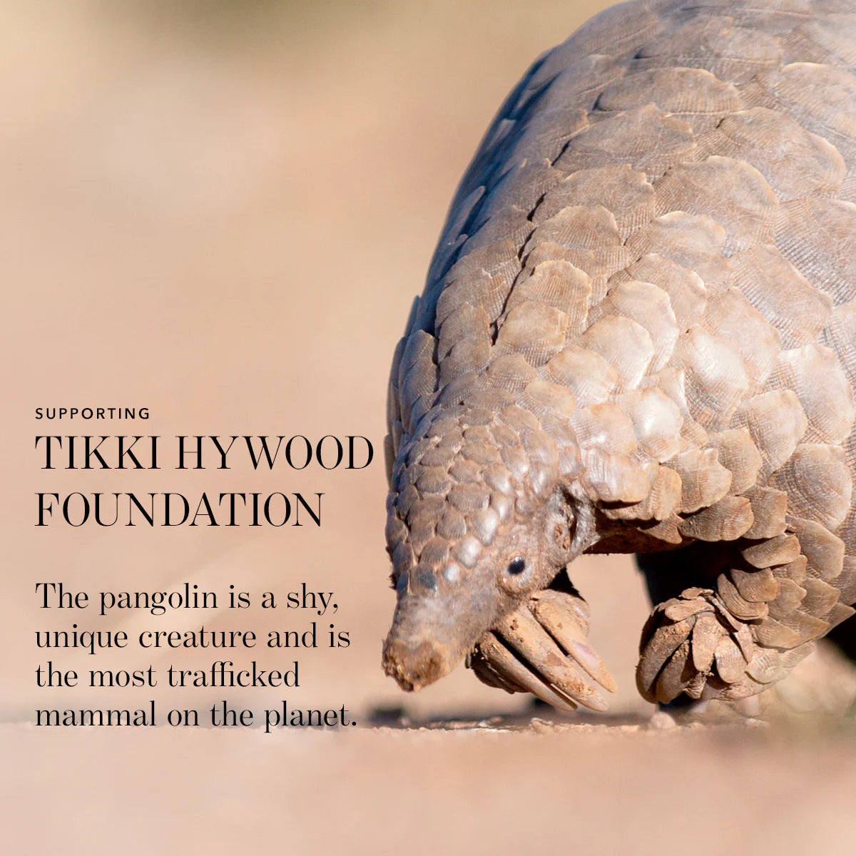 Luminescent Eye Shade - Pangolin